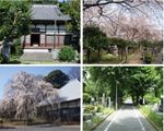 都内文学者墓参