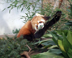 横浜市立野毛山動物園