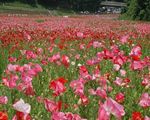 くりはま花の国