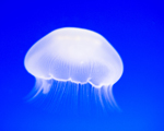 新江ノ島水族館