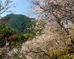 城峯公園