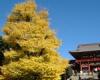 大銀杏[社寺・教会]