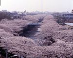 石神井川の桜並木