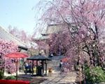 南蔵院のしだれ桜