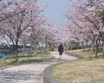 荒川赤羽桜堤緑地