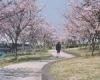 荒川赤羽桜堤緑地