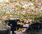 社殿の左右にある八重桜