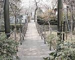 緑の吊り橋・音無さくら緑地