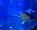すみだ水族館