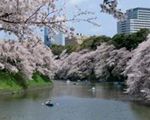千鳥ケ淵ボート場