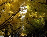 イチョウのトンネル