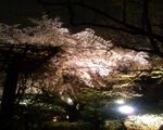 名物枝垂れ桜