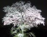 第二の枝垂れ桜