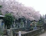 染井霊園
