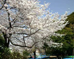 飛鳥山公園[公園]