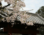 池上本門寺