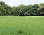 砧公園