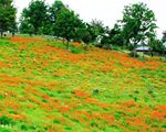 国営昭和記念公園
