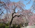 都立神代植物公園