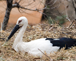 多摩動物公園