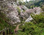 森林総合研究所多摩森林科学園