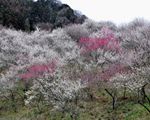 高尾梅郷