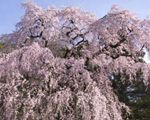 梅岩寺の枝垂桜