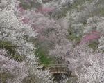 青梅市梅の公園