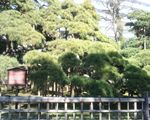 三百年の松