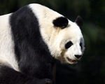 東京都恩賜上野動物園